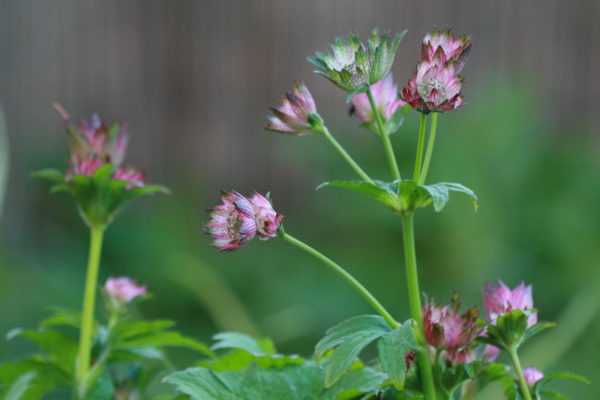 Astrantia-April-Love-5226