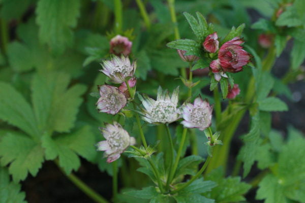 Astrantia-April-Love-5227