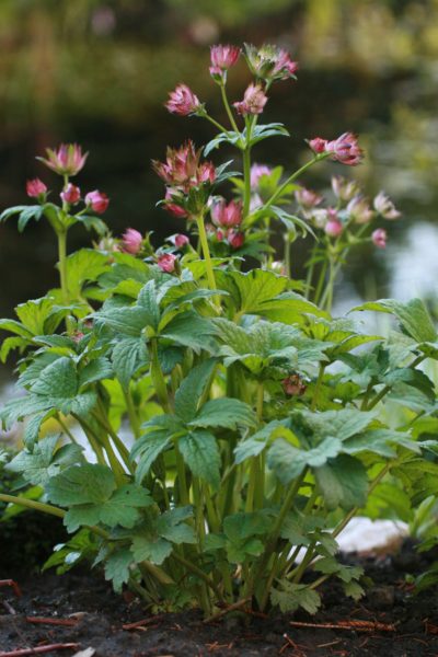 Astrantia-April-Love-5234